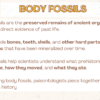 All About Fossils - Image 3